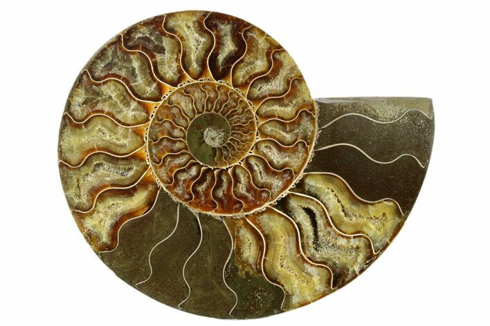 Cut & Polished Ammonite Fossil (Half) - Madagascar #187363